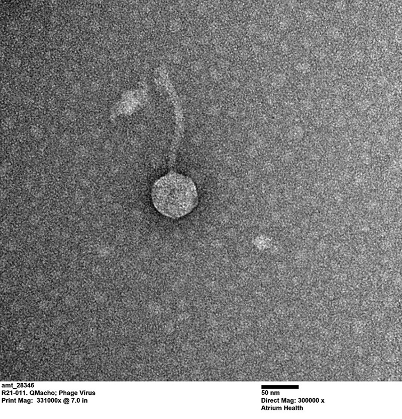 QMacho phage image